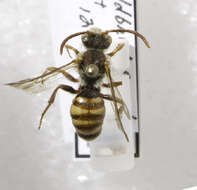 Image of Nomada armatella Cockerell 1903