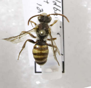 Image of Nomada armatella Cockerell 1903