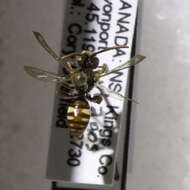 Image of Nomada perplexa Cresson 1863