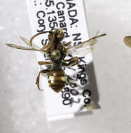 Image of Nomada depressa Cresson 1863