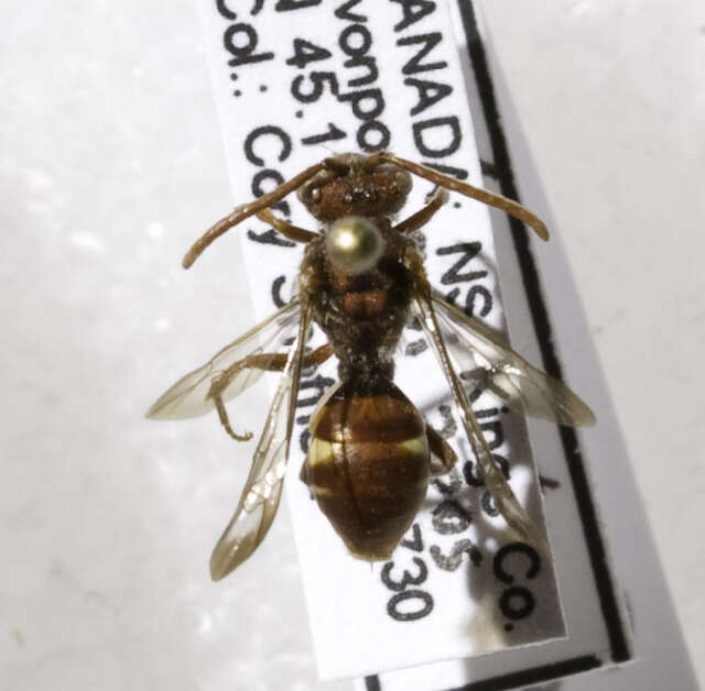 Nomada cuneata (Robertson 1903) resmi