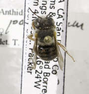 Imagem de Anthidium palmarum Cockerell 1904