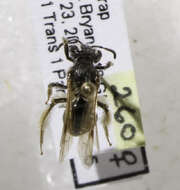 Image of Andrena persimulata Viereck 1917