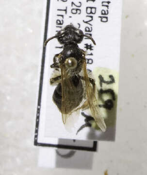 Image of Andrena persimulata Viereck 1917