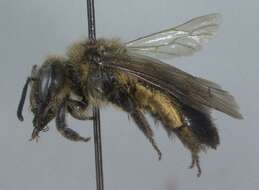 Image of Snowy Andrena