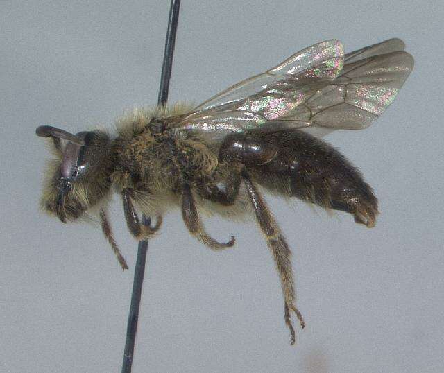 Image of Snowy Andrena