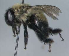 Image of Bumble-bee-mimic Anthophora