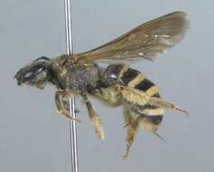 Image of Halictus farinosus Smith 1853