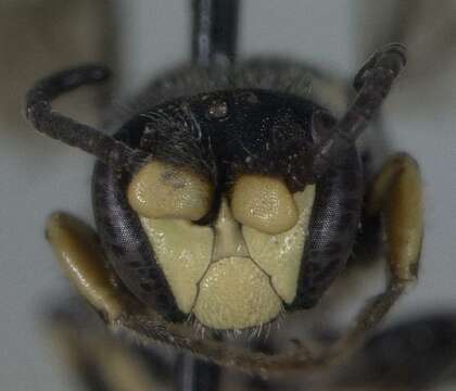 Imagem de Hylaeus basalis (Smith 1853)