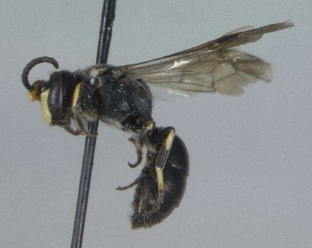 Image of Basal Masked Bee