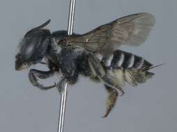 Image of Apical Leafcutter Bee