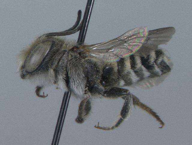 Image of Apical Leafcutter Bee