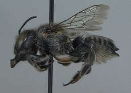 Megachile brevis Say 1837 resmi