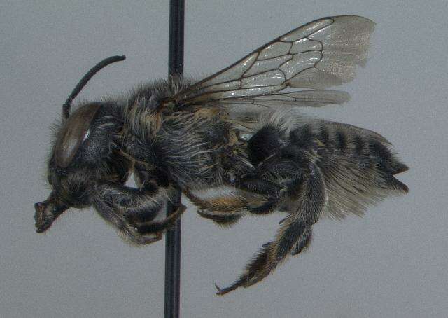 Megachile brevis Say 1837 resmi