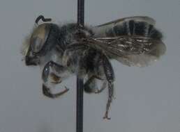 Megachile brevis Say 1837 resmi