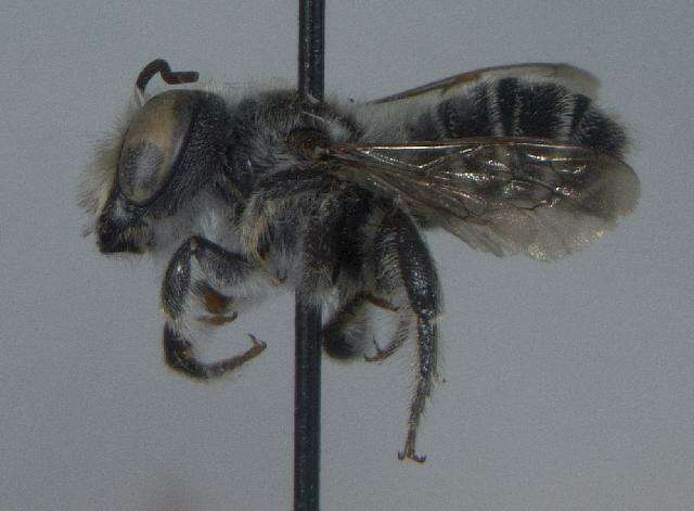 Megachile brevis Say 1837 resmi