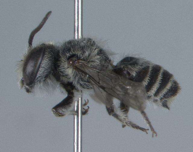 Imagem de Megachile concinna Smith 1879
