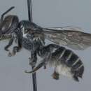 Image of <i>Megachile exilis parexilis</i>