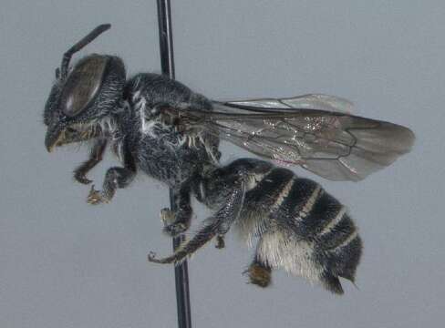Image of Megachilinae