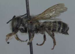 Image of Megachile fidelis Cresson 1878