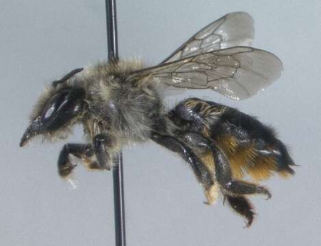 Megachile circumcincta (Kirby 1802) resmi