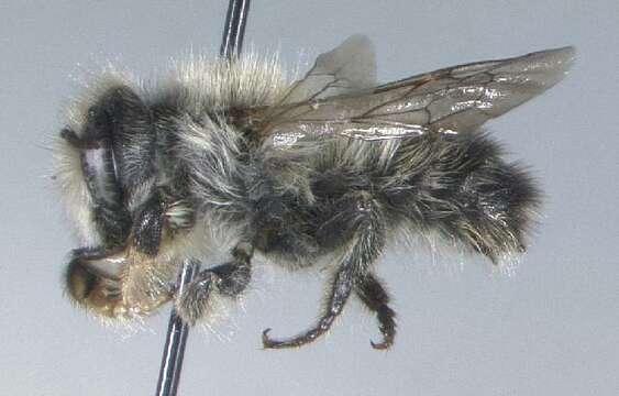 Megachile circumcincta (Kirby 1802) resmi