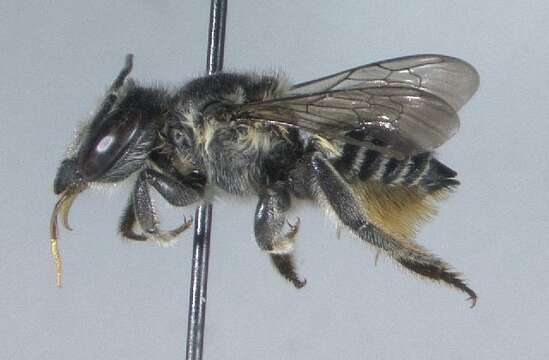 Megachile mendica Cresson 1878 resmi