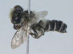 Megachile mendica Cresson 1878 resmi