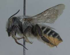 Image of Parallel Leaf-cutter Bee