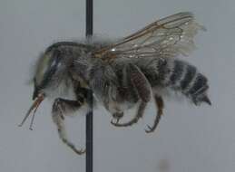 Image of Parallel Leaf-cutter Bee