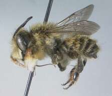 Image of Furry Leaf-cutter Bee