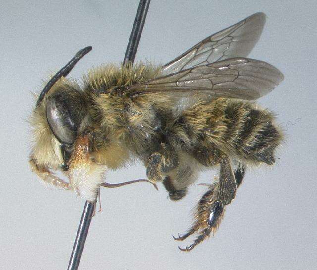 Image of Furry Leaf-cutter Bee