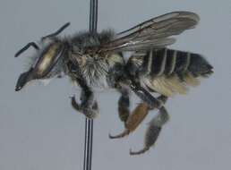 Megachile petulans Cresson 1878 resmi