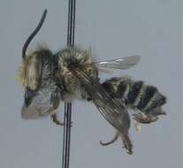 Megachile petulans Cresson 1878 resmi