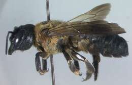 Image of giant resin bee