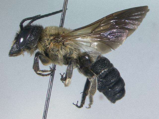 Image of giant resin bee