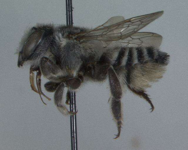 Megachile brevis Say 1837 resmi