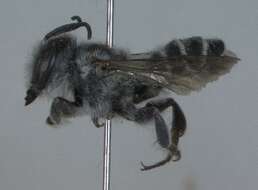 Megachile brevis Say 1837 resmi