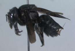 Image of Carpenter-mimic Leaf-cutter Bee