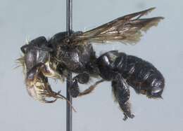 Image of Carpenter-mimic Leaf-cutter Bee