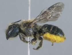 Osmia coloradensis Cresson 1878的图像