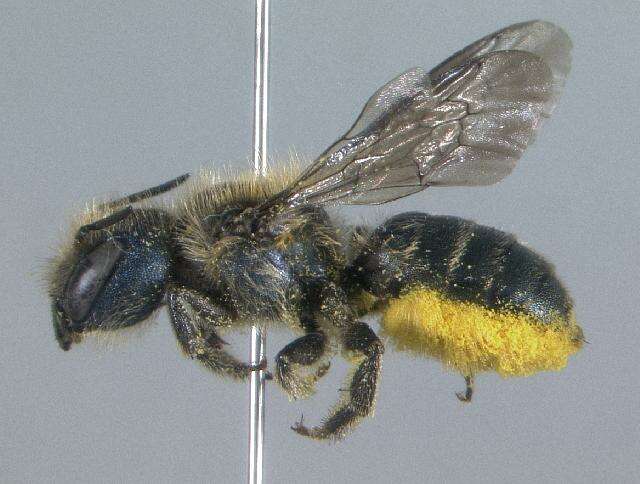 Osmia coloradensis Cresson 1878的图像