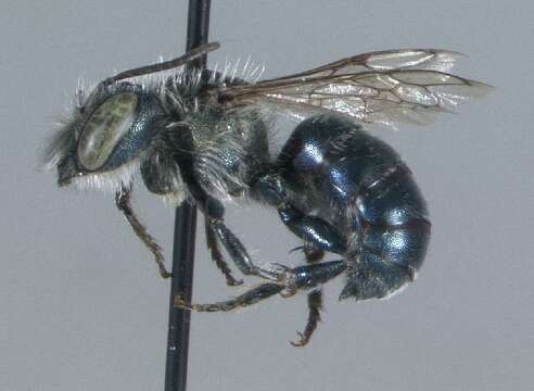 Image of Osmia conjuncta Cresson 1864