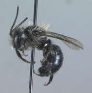 Image of Osmia subaustralis Cockerell 1900