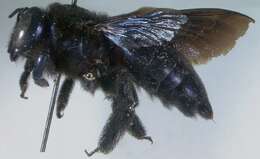 Image of Xylocopa californica arizonensis Cresson 1879