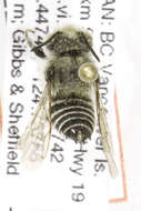 Image of Coelioxys sodalis Cresson 1878
