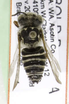 Image of Coelioxys edita Cresson 1872