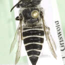 Image of Coelioxys mesae Cockerell 1921