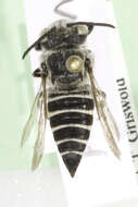 Image of Coelioxys mesae Cockerell 1921