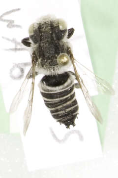 Image of Coelioxys mesae Cockerell 1921